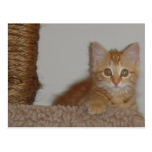 Orange Vykort