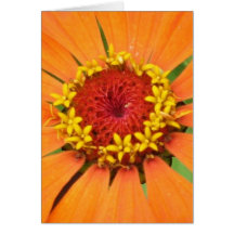 Orange Zinniakort