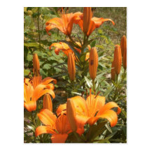 orangen blommar vykortet