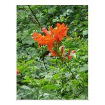 orangen blommar vykortet