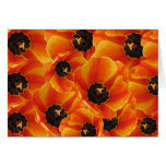 orangetulipssideview orangetulip3, orangetulip… kort