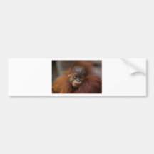 Orangutang bebis bildekal