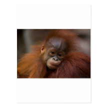 Orangutang bebis vykort