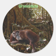Orangutans & för apaprimat för djungel underbara k