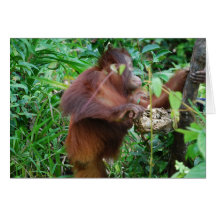 Orangutanskatt Hälsnings Kort