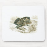 Orbigny - Treefrog - Trachycephalus geographicus Mus Mattor