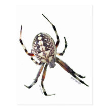 Orbspindel Vykort