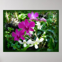 Orchid Posters
