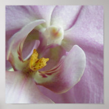 Orchid Posters