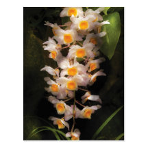 Orchid - DendrobiumOrchid Vykort