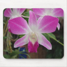 Orchid i Bangkok Musmattor