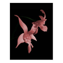 Orchid i rosa vykort