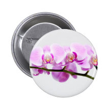 orchid knapp med nål
