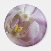 Orchid Magnet För Kylskåp