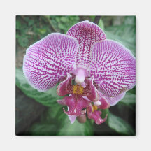 Orchid Magnet För Kylskåp
