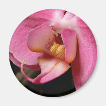 Orchid Magneter För Kylskåp