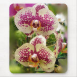 Orchid Mus Matta