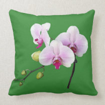 Orchid Orji kuddar