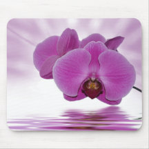 Orchidaurora Musmattor