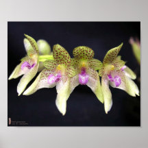 Orchidblomma Posters