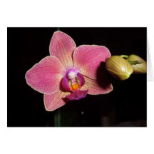 Orchidblomma av kärlek (Autism) Hälsnings Kort