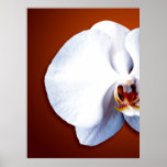 Orchidblommar Print