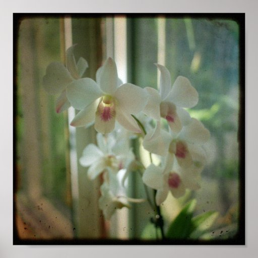 orchiden 8 x 8 original- natur TTV fotograferar Affischer