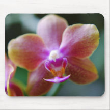 Orchidfotografi Mus Mattor