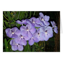 Orchidhälsningar Hälsnings Kort