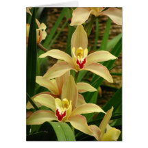 Orchidhälsningar Hälsningskort