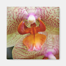 Orchidmagnet Magneter För Kylskåp