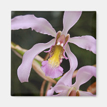 Orchidmagnet Magneter För Kylskåp