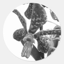 OrchidMood Klistermärke