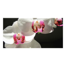 Orchids Anpassade Foto Kort