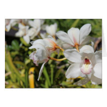 Orchids Kort