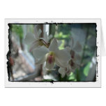orchids tätt upp fotografiskt tryck för konst hälsnings kort