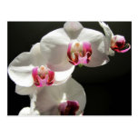 Orchids Vykort