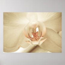 Orchidserie 3 posters
