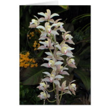 Orchidskort