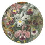 Orchidsvintageillustration Dinner Plate