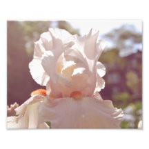 Orchidtryck Fototryck