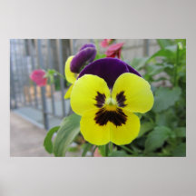 Original- tryck - gult/purpurfärgade Pansies Affischer