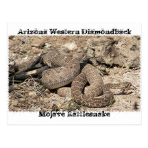 Ormar av Arizona Vykort