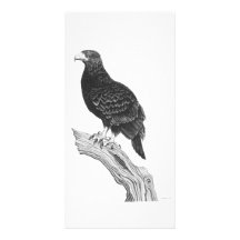 Örn - fotokort