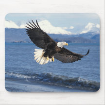 örn Haliaeetusleuccocephalus, i flyg Musmatta