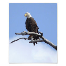 Örn. Singelbäck, Osceola County, Fl. Fotokonst
