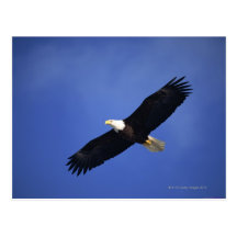 Örn som soaring, Alaska Vykort