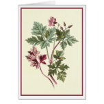 "ÖrtRobert" botanisk illustration Hälsnings Kort