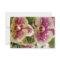 OSA som gifta sig den tropiska orchiden