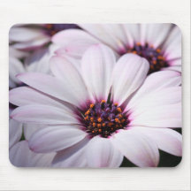 Osteospermum Mus Matta